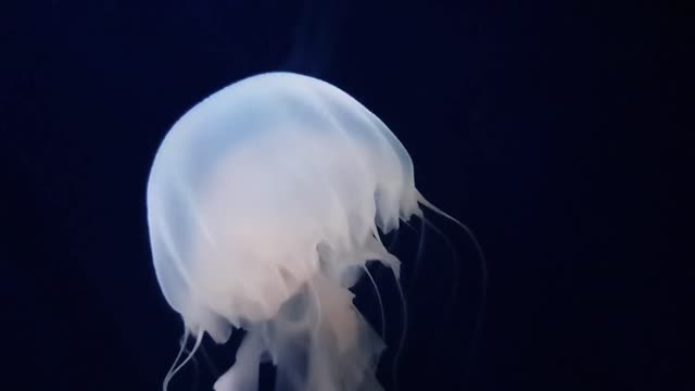 Jelly fish colorful and beautiful 1 - man & camera