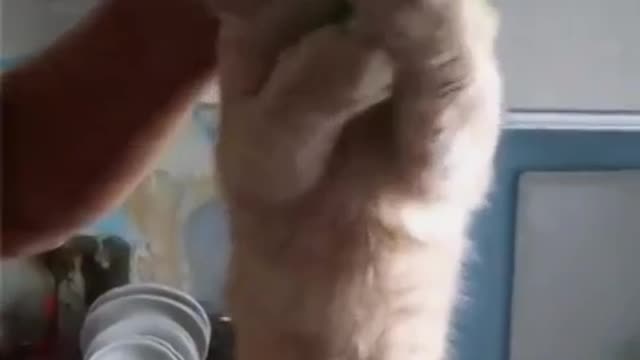 It's just that the cat loves cucumbers very much