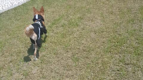 Puppy running on the lawn