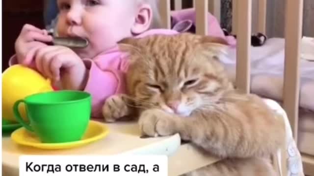 Котик похуист