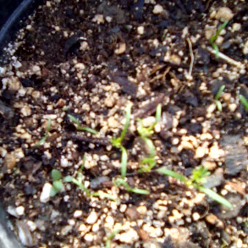 Ammi Visnaga. took 2 weeks to germinate!
