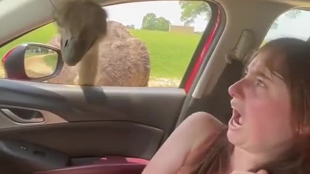 Must watch 😳! The Ostrich wanted her for lunch 🤣🤣