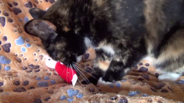 A Kits Cats Cat Nip Catmas