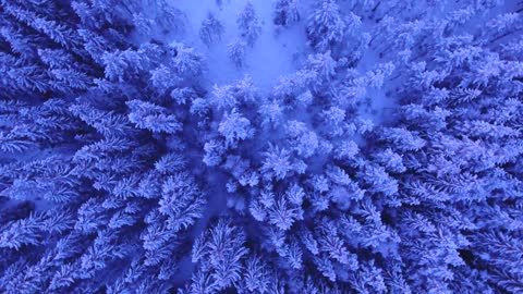 A forest of stunning violet trees is well worth seeing