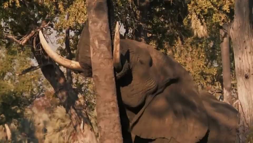 Long nose, big head, eating trees are so cute!