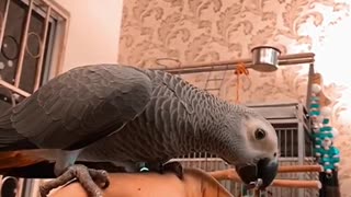 African Parrot & Cat bestfriends!