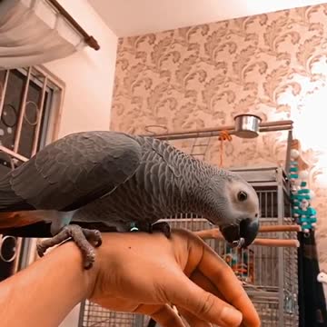 African Parrot & Cat bestfriends!