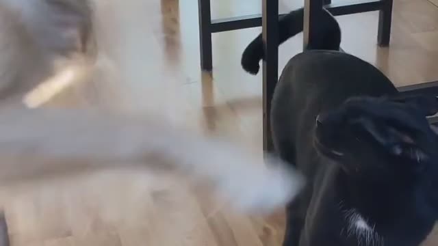 Dog And cat Nice funny Videos🤣🤣