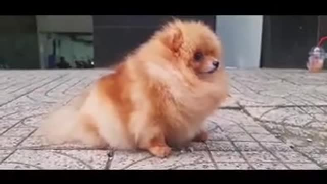 A cute Pomeranian dog