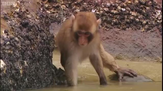 Monkey Cuisine | Secret Wilderness: Japan | BBC Earth