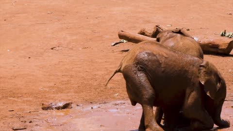 Baby Elephants Playing In The Mud