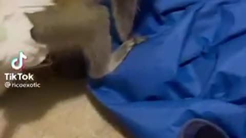 Monkey And Raccoon brothers
