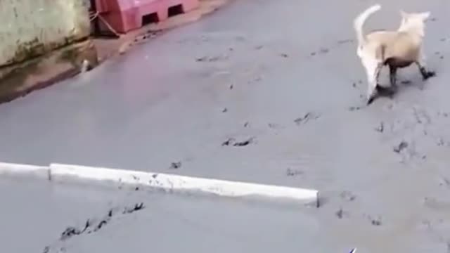 FUNNY ANIMALS VIDEOS TRY NOT TO LAUGH 🤣 | FUNNY CATS | FUNNY DOGS | CUTEST ANIMALS Eps 051 #SHORTS