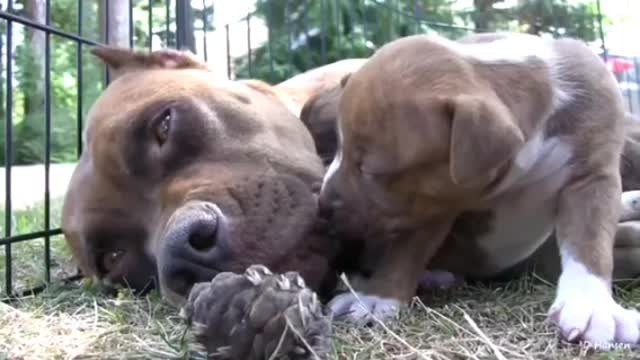 Pit bull growls snaps at her puppies