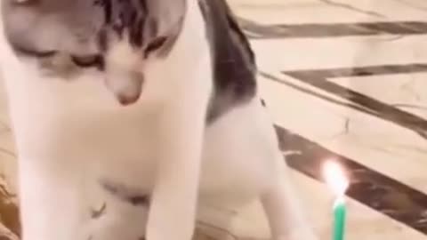 Fanny cats Birthday special