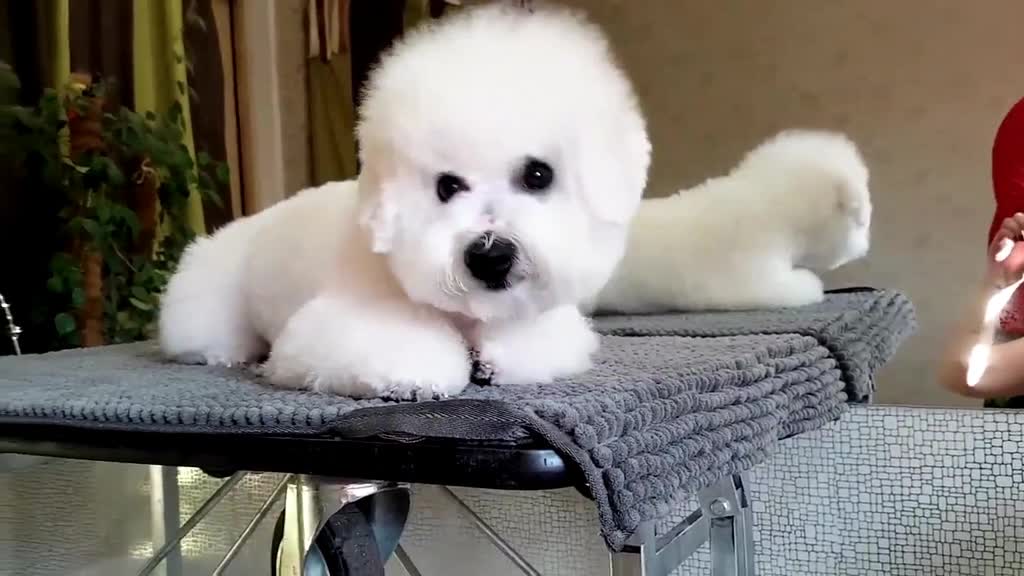 Funny Puppies - Dog And Cute parte 1