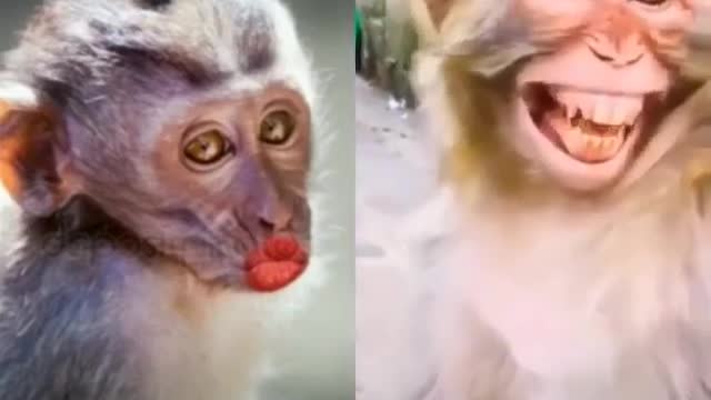 animals video