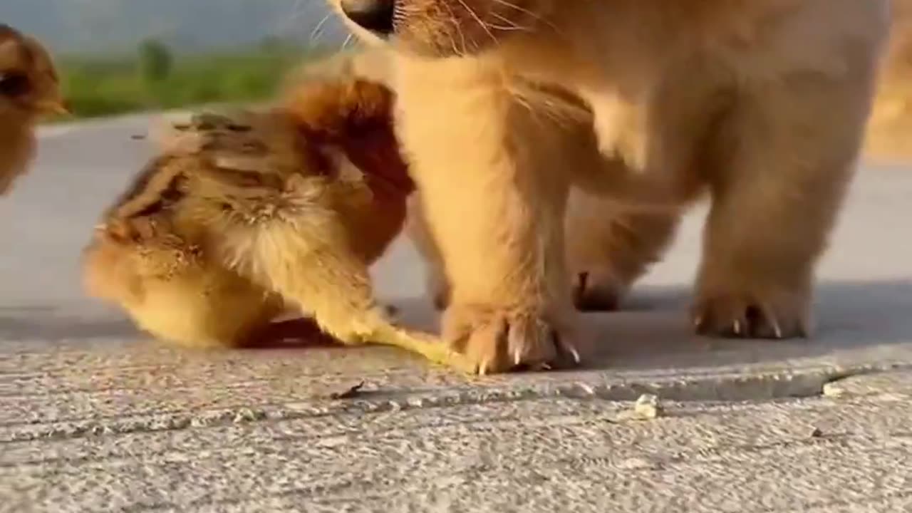 The dog stepped on a chick's foot