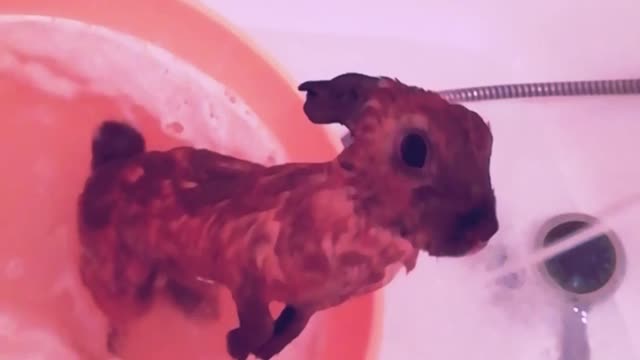 Rabbit bathes