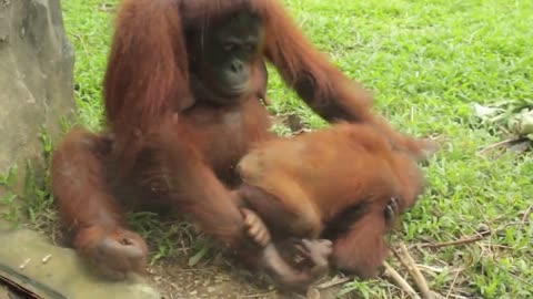 Orangutan in Jakarta - So Adorable!!!!!!!!