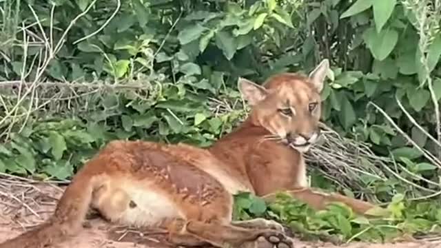 Jaguar rescue