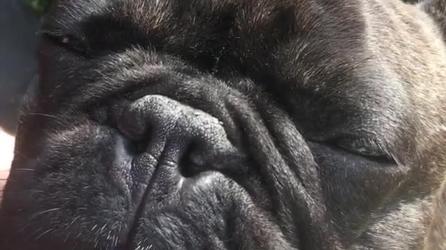 Collab copyright protection - black french bulldog scratched neck