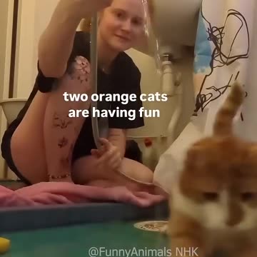 Funny cat and dogs 😂😂
