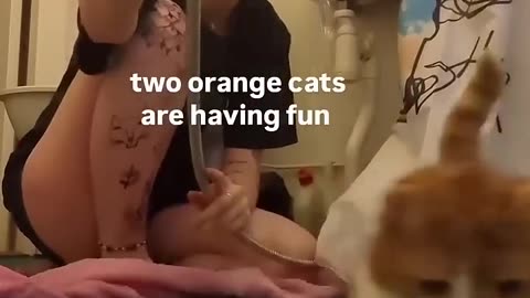 Funny cat and dogs 😂😂