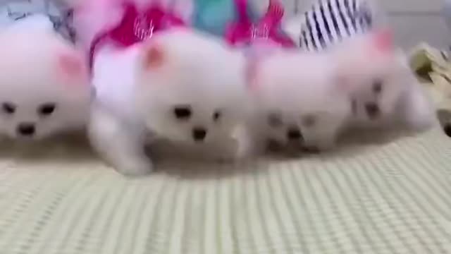 very cute pomeranian puppies