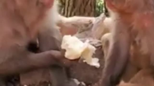 #Funny's Monkeys
