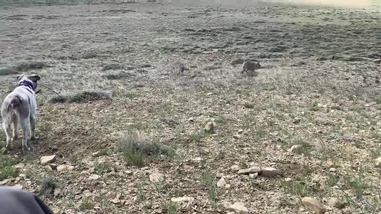 Decoy_Doggin_with_Wyoming][