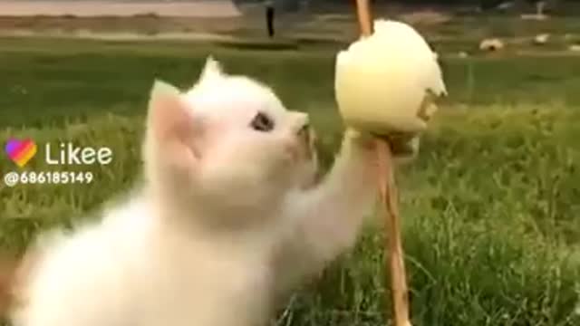 Baby cat 😻 cat and funny cat compilation video