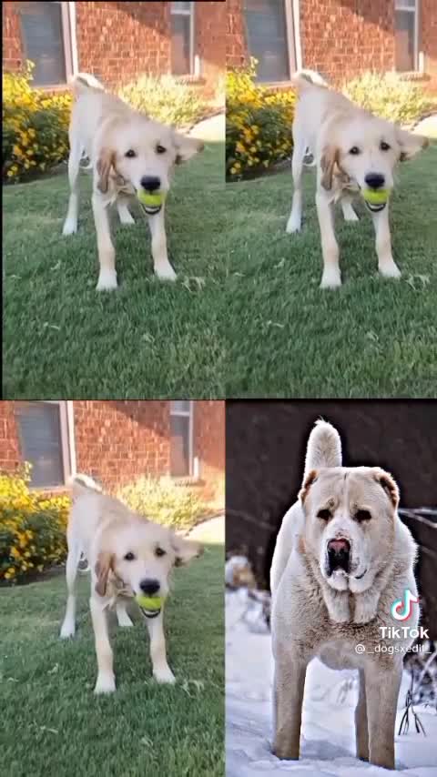 Finally😎 I Do it##🤞❤️Dog German shepherd# Husky#Go idenretriever#Albai Dogs