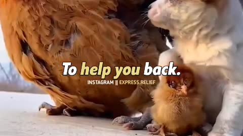 puppy save hens kids