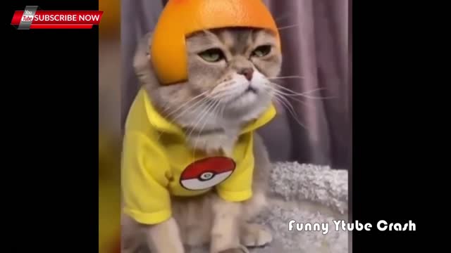 Cute & Funny animals