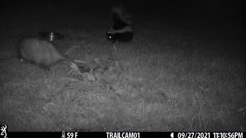 Skunk vs Opossum