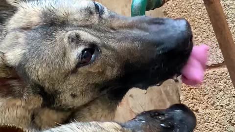 Thirsty Dog Drinking Water | 🐶 With Friend