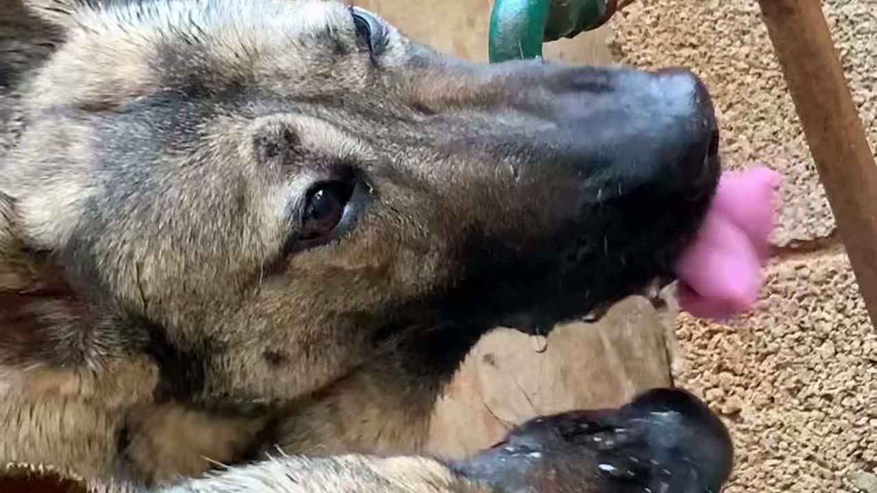 Thirsty Dog Drinking Water | 🐶 With Friend