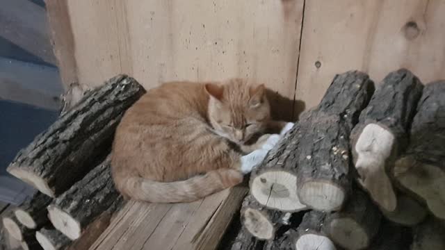 A cute country cat just before going to sleep.