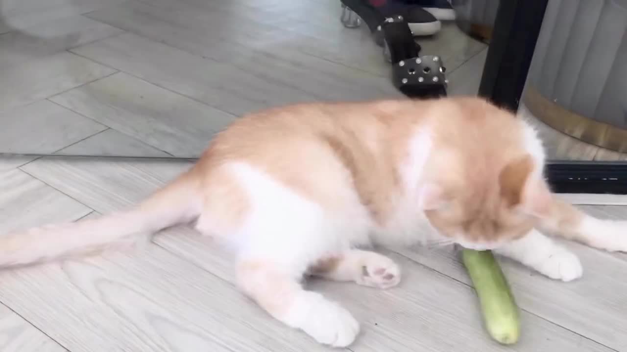 Cat vs Cucumber: Cat Cafe Edition