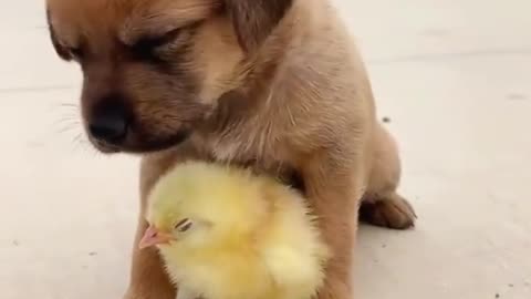 Puppy And His Little Yellow Friends