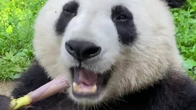 The giant panda is eating