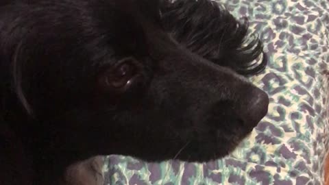 doggie singer