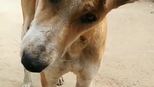 Cute dog much funny moments videos 🐕😂😆