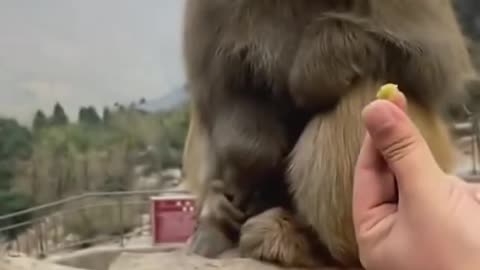 Feeding monkey with chilly sauce😁