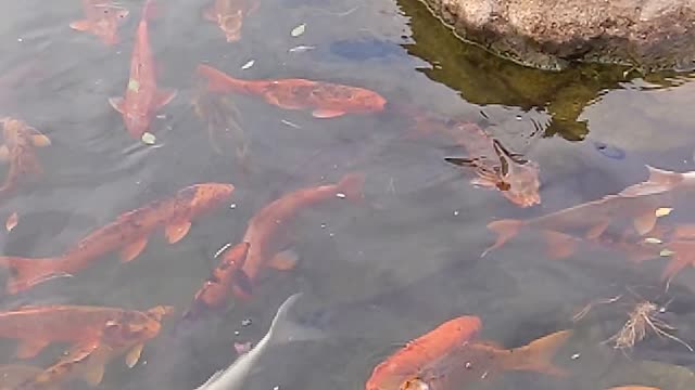 Master japanese koi pond