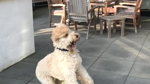 White slowmo dog tries to catch tennis ball and gets hit in crotch