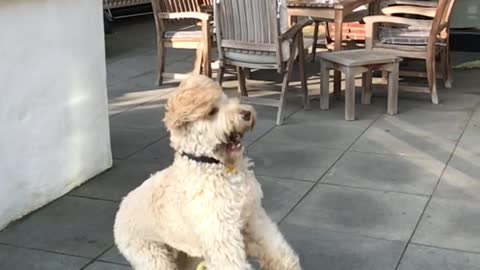 White slowmo dog tries to catch tennis ball and gets hit in crotch