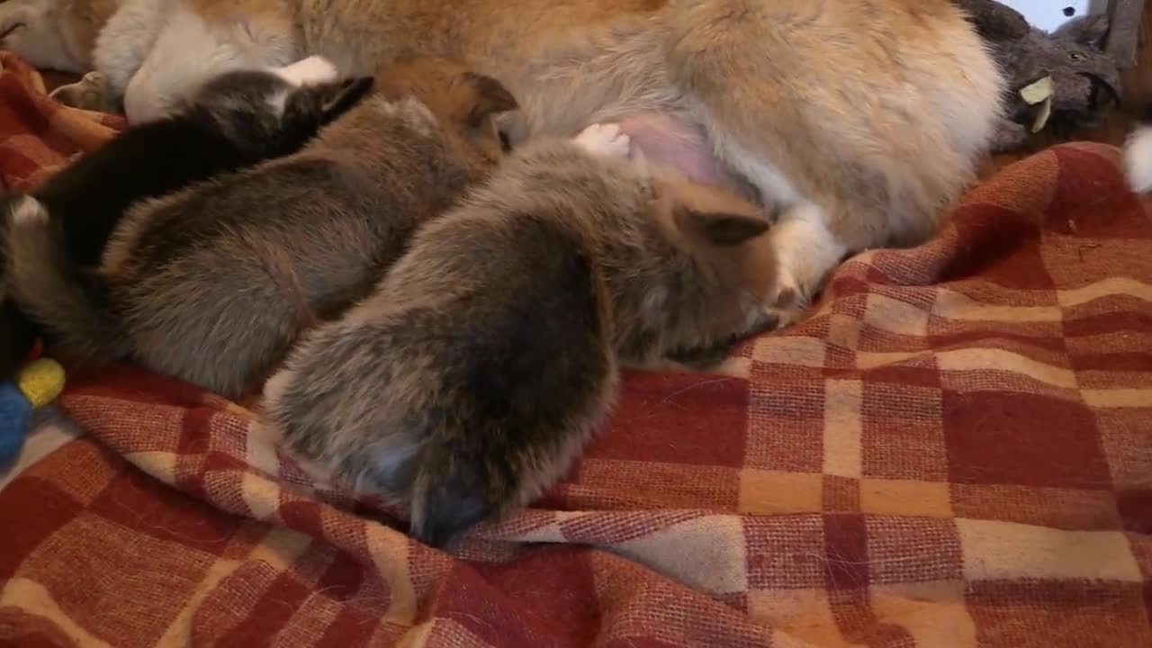 Dog's mother and her young dogs