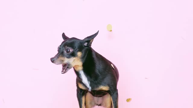 Doggy Celebration!